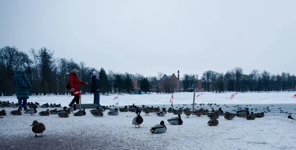 Wild Ducks Shore Snow Covered Lake Close — Stock Photo, Image