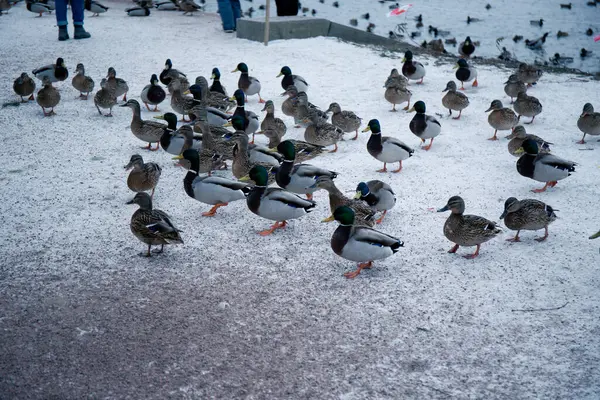 Patos Salvajes Orilla Lago Cubierto Nieve Cerca — Foto de Stock