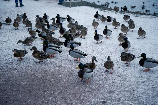 Wildenten Ufer Eines Schneebedeckten Sees Aus Nächster Nähe — Stockfoto