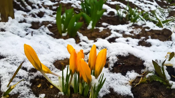 Gros Plan Tulipe Sous Neige Début Printemps — Photo