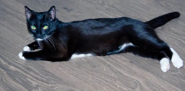 Gatinho Preto Com Patas Brancas Peito Branco Perto — Fotografia de Stock