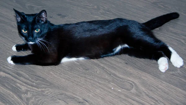 Gatinho Preto Com Patas Brancas Peito Branco Perto — Fotografia de Stock