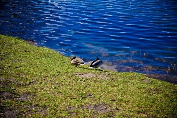 Dzika Kaczka Brązowy Zbliżenie Trawie — Zdjęcie stockowe