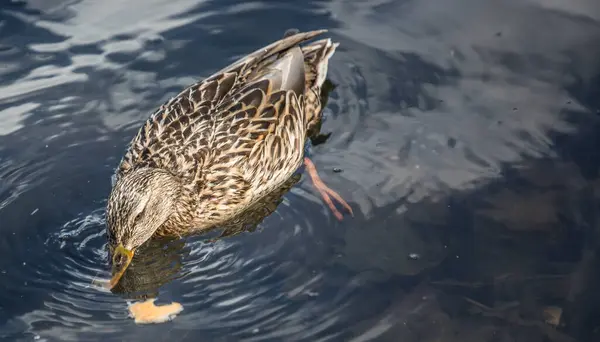 stock image wild duck brown close-up in the grass 