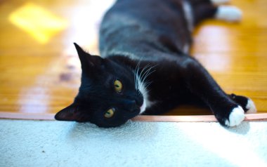 Beyaz pençeli siyah kedi yavrusu sırt üstü uzanıyor.