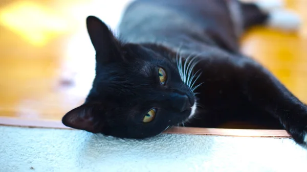 Gatinho Preto Com Patas Brancas Encontra Seu Back Close — Fotografia de Stock