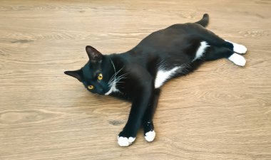 Beyaz pençeli siyah kedi yavrusu yerde yatıyor.