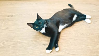 Beyaz pençeli siyah kedi yavrusu yerde yatıyor.