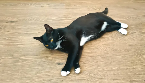 Gatito Negro Con Patas Blancas Encuentra Primer Plano Del Piso — Foto de Stock