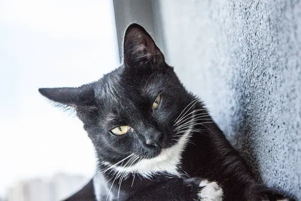 Černá Kočka Bílými Prsy Zblízka — Stock fotografie