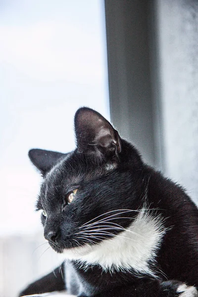 Gato Preto Com Peito Branco Perto — Fotografia de Stock