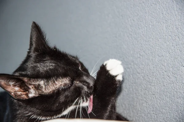 Gato Preto Com Peito Branco Perto — Fotografia de Stock