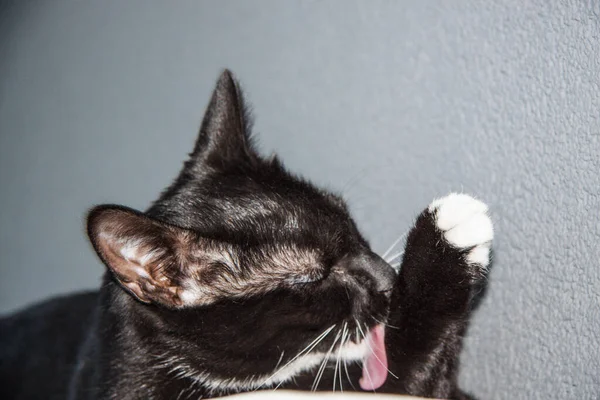 Gato Preto Com Peito Branco Perto — Fotografia de Stock