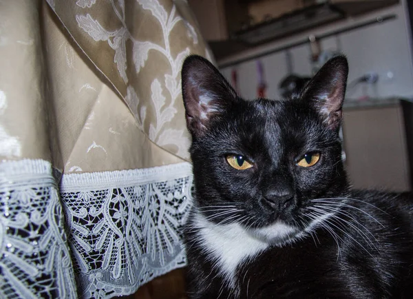 Gato Preto Com Peito Branco Perto — Fotografia de Stock