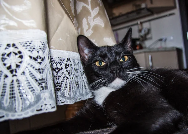 Schwarze Katze Mit Weißer Brust Aus Nächster Nähe — Stockfoto