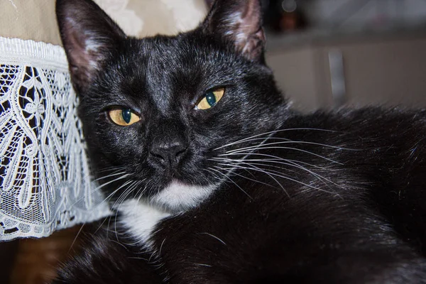 Gato Preto Com Peito Branco Perto — Fotografia de Stock