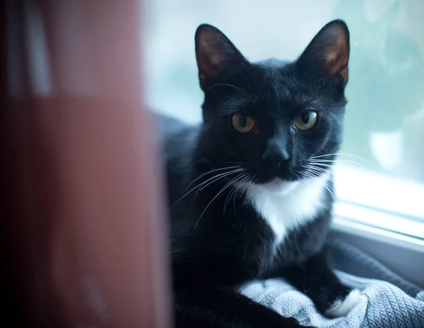 Gato Preto Com Peito Branco Perto — Fotografia de Stock