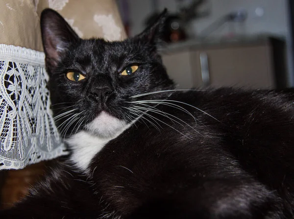 Gato Preto Com Peito Branco Perto — Fotografia de Stock