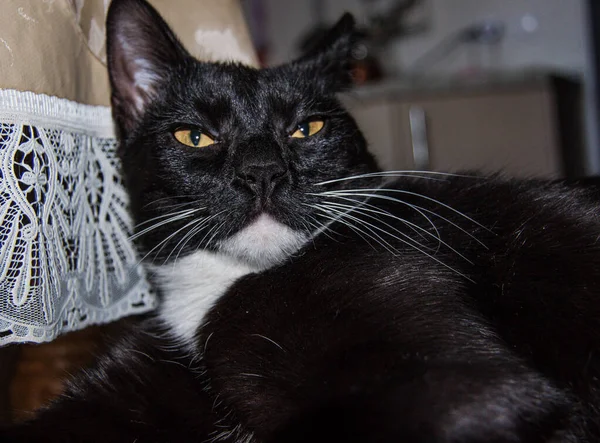 Gato Preto Com Peito Branco Perto — Fotografia de Stock