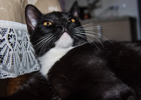 Gato Preto Com Peito Branco Perto — Fotografia de Stock