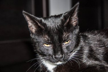 Beyaz göğüslü siyah kedi yavrusu. 