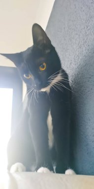 Beyaz göğüslü siyah kedi yavrusu. 