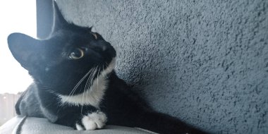 Beyaz göğüslü siyah kedi yavrusu. 