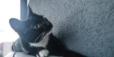 Beyaz göğüslü siyah kedi yavrusu. 