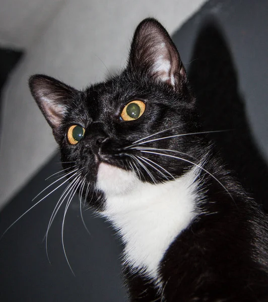 Gatinho Preto Com Seios Brancos Perto — Fotografia de Stock