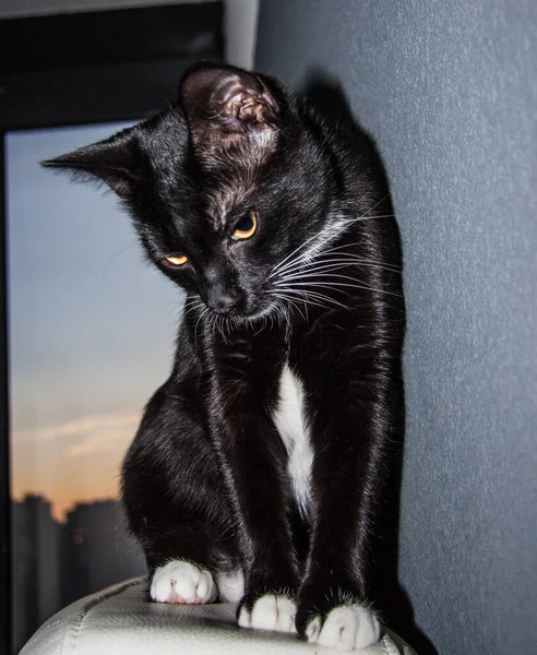 Gatinho Preto Com Seios Brancos Perto — Fotografia de Stock