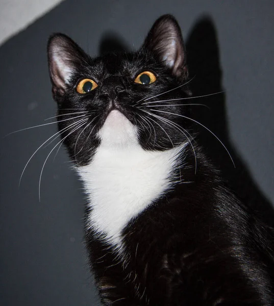Czarny Kotek Biały Piersi Zbliżenie — Zdjęcie stockowe