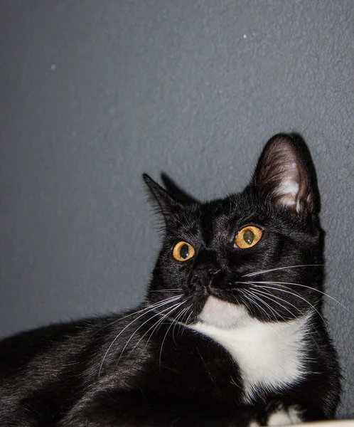 Gatinho Preto Com Seios Brancos Perto — Fotografia de Stock