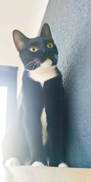 Gatito Negro Con Pechos Blancos Cerca —  Fotos de Stock