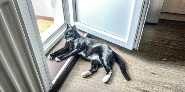 白い胸を閉じ黒子猫 — ストック写真