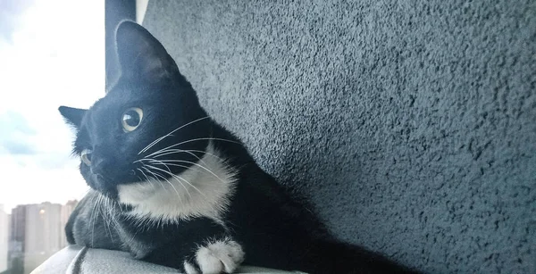 Gatinho Preto Com Seios Brancos Perto — Fotografia de Stock