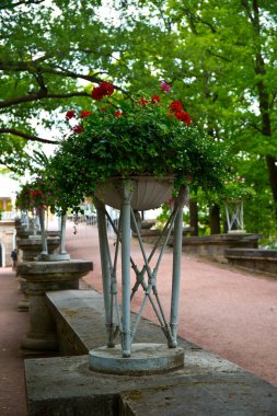 Yaz egzotik bitkileri çiçek saksısına kapanıyor. 