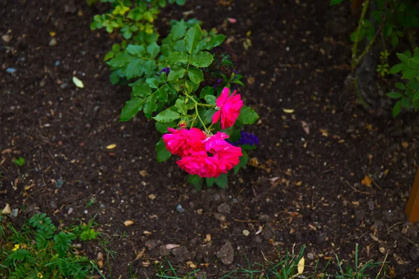 Літні Екзотичні Рослини Крупним Планом Квітковому Горщику — стокове фото