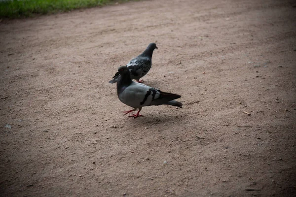 Pájaro Salvaje Color Gris Suelo Cerca — Foto de Stock