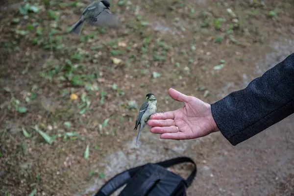 Wildvogel Von Grauer Farbe Auf Dem Boden Aus Nächster Nähe — Stockfoto