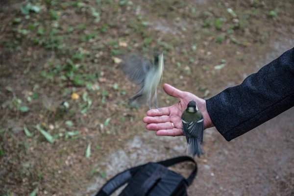 Wildvogel Von Grauer Farbe Auf Dem Boden Aus Nächster Nähe — Stockfoto