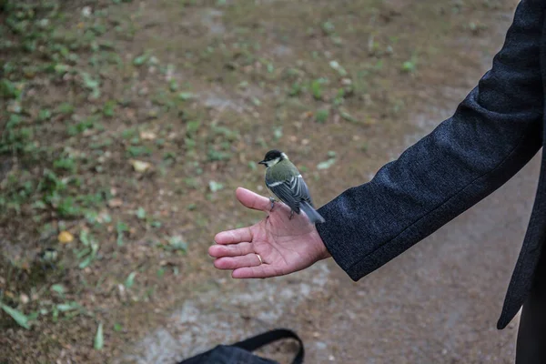 Wildvogel Von Grauer Farbe Auf Dem Boden Aus Nächster Nähe — Stockfoto