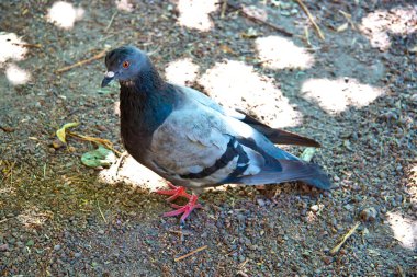 # Gri renkli vahşi kuş yerde Yaklaş # 