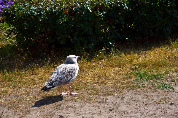 Wild Bird Gray Color Ground Close — Stock fotografie