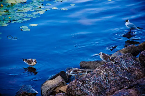 Nahaufnahme Der Wasseroberfläche Des Flusses Unter Blauen Wolken — Stockfoto