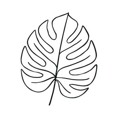 monstera leaves illustration design