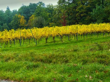 Kara Orman 'da renkli sonbahar bağları olan güzel bir manzara.