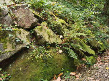 Sonbaharda küçük şelaleli taş duvar