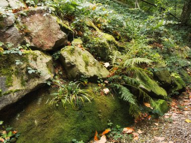 Ağaçların ve yaprakların olduğu güzel sonbahar manzarası