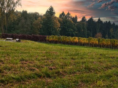 Vineyard in the evening sunset on the hills
