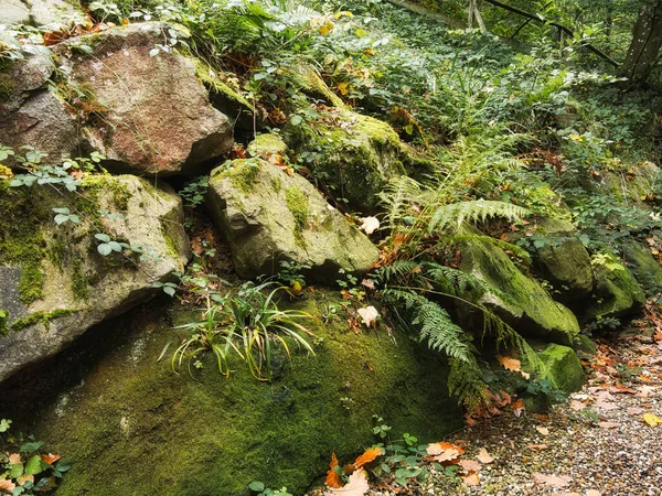 Ağaçların ve yaprakların olduğu güzel sonbahar manzarası